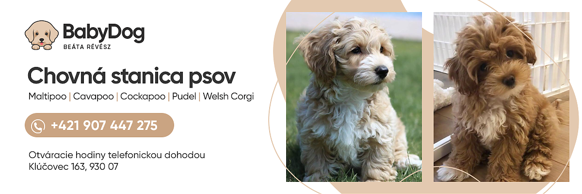 puppyverkaufen predaj šteniatok Bratislava,MALTIPOO, CAVAPOO, COCKAPOO, predaj šteniatok Nitra, predaj šteniatok Trnava, predaj šteniatok komárno, šteniatka na predaj Komárno, welpen verkaufen