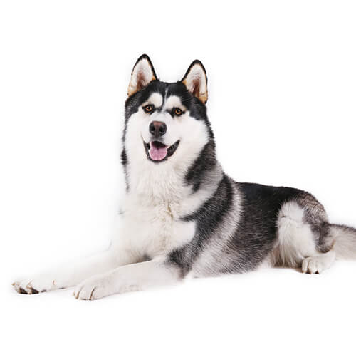 Austrian malamute sales